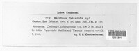 Aecidium petasitis image